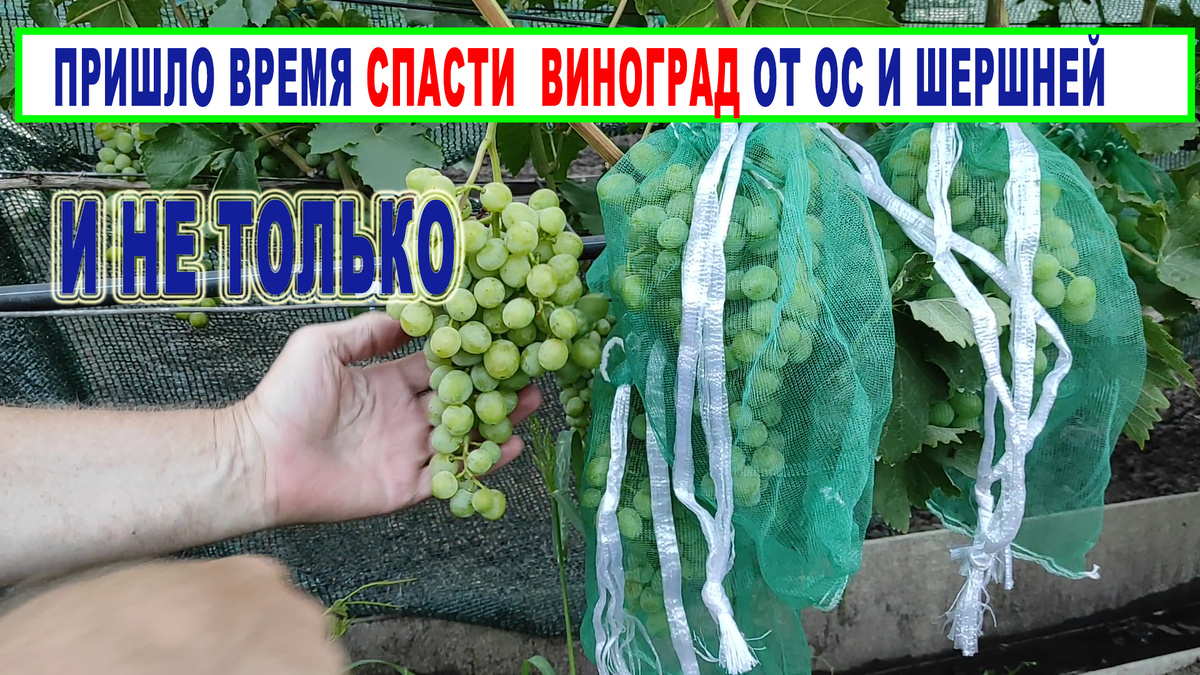 Сетчатые мешочки на гроздях винограда.