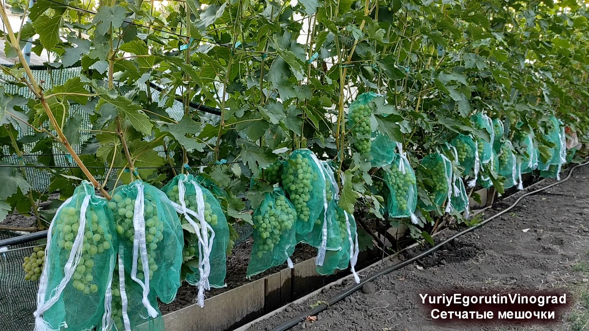 Куст винограда. Грозди защищены сетчатыми мешочками.