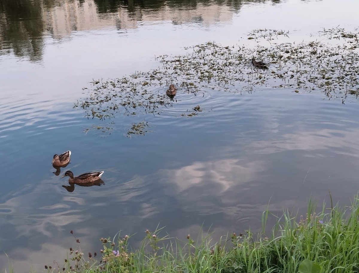 Утки тоже на прогулку выплыли.