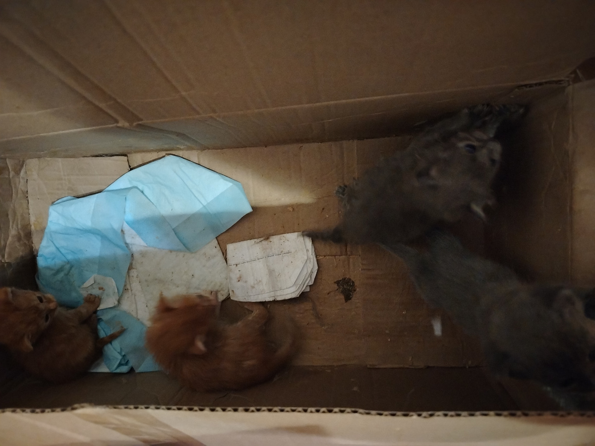 Два серенький, два рыженьких. 