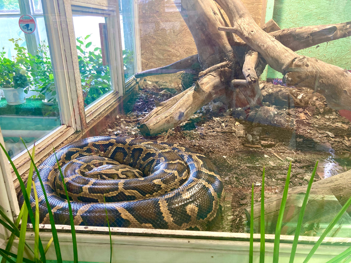 Королевский удав. Фото автор