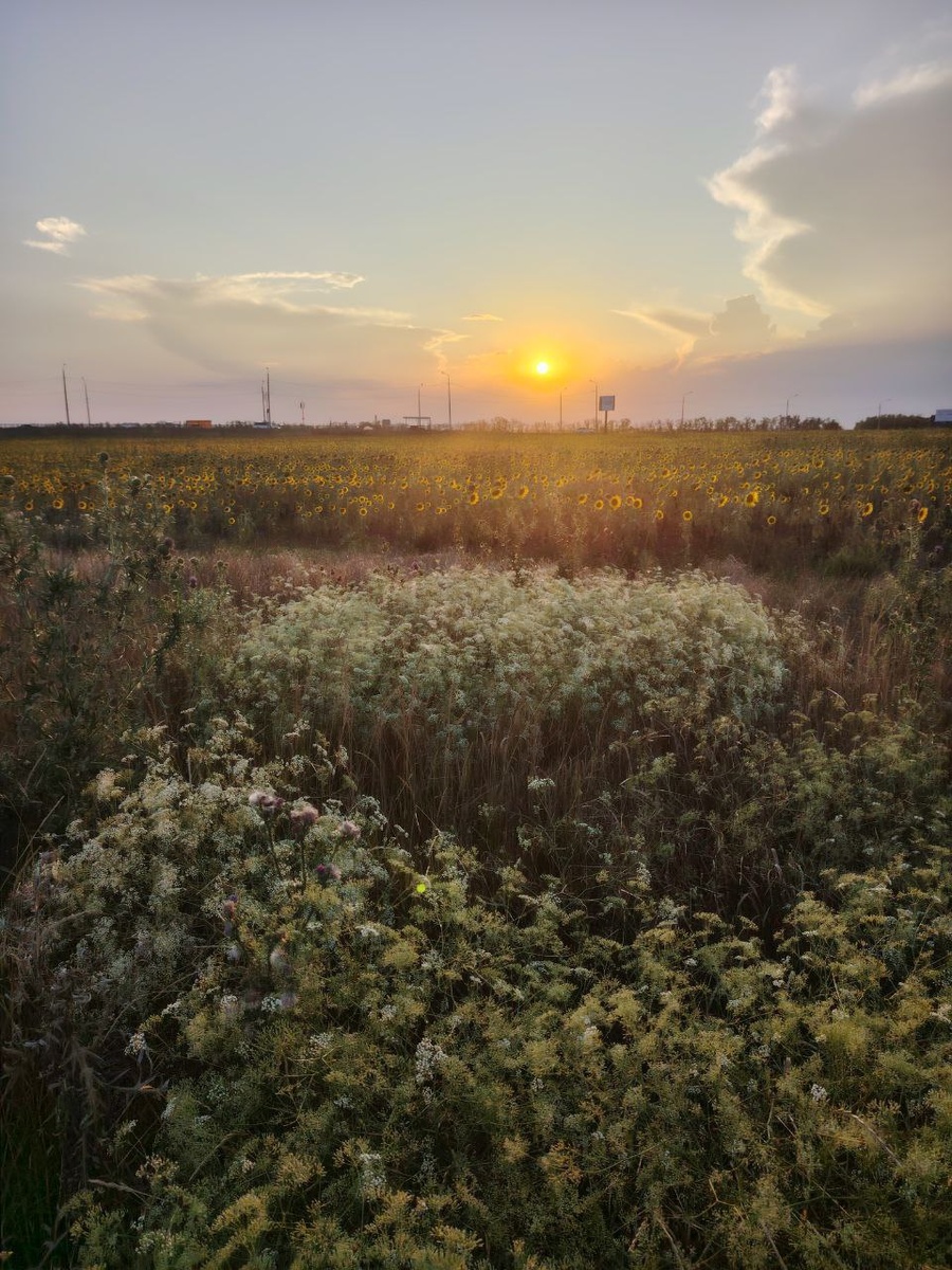 Суровая красота донского лета. Палящее солнце, желтеющая трава и целое поле подсолнухов. 