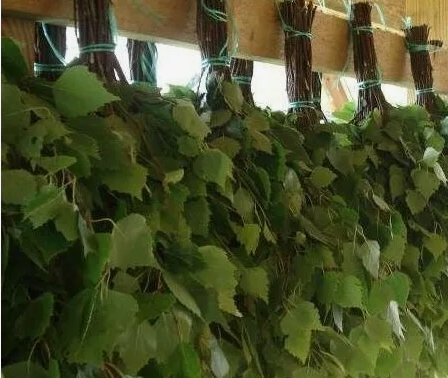 Июльская Заготовка Банных Веников: Материалы, Технология, Хранение!!!