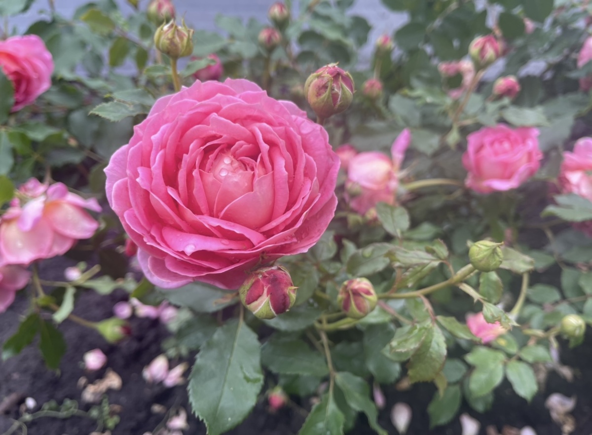 Джубили Селебрейшн