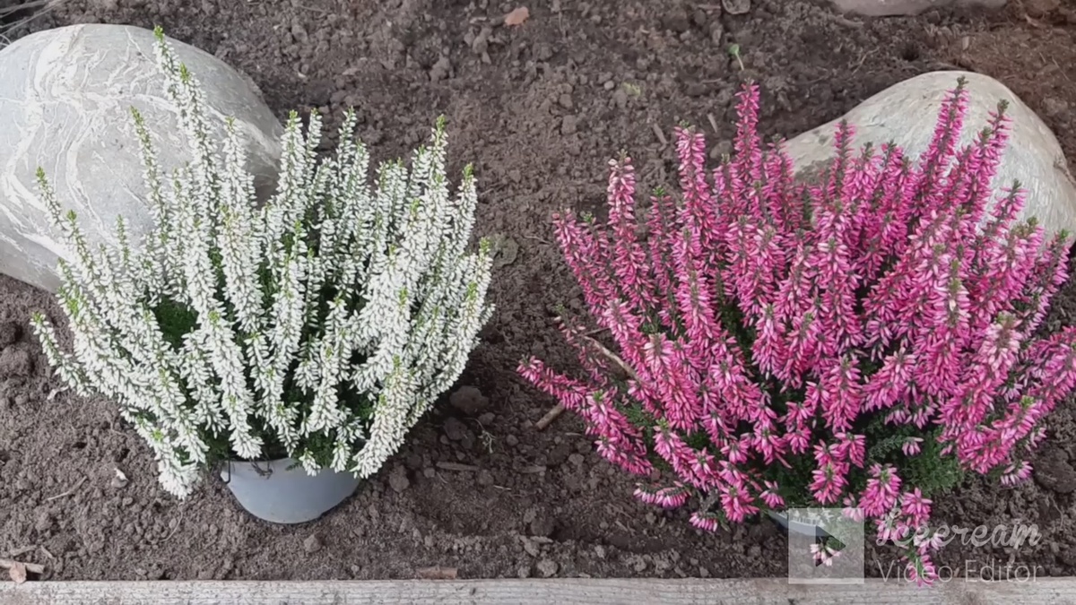 Вереск готов к посадке.