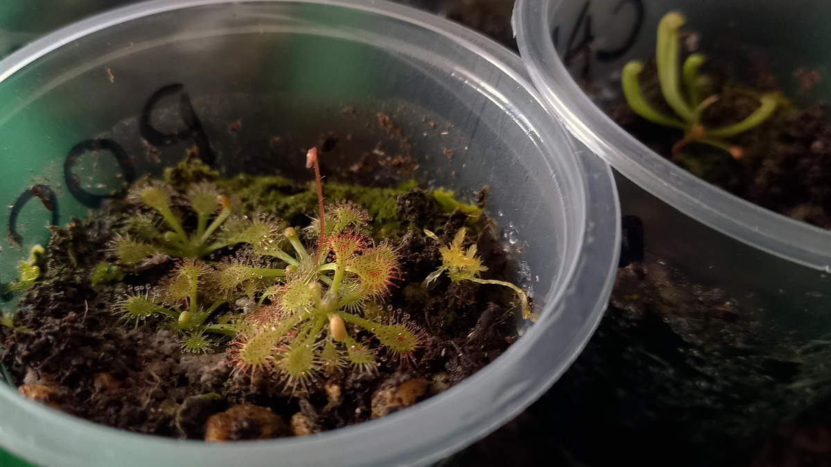 Росянка. Фото автора.