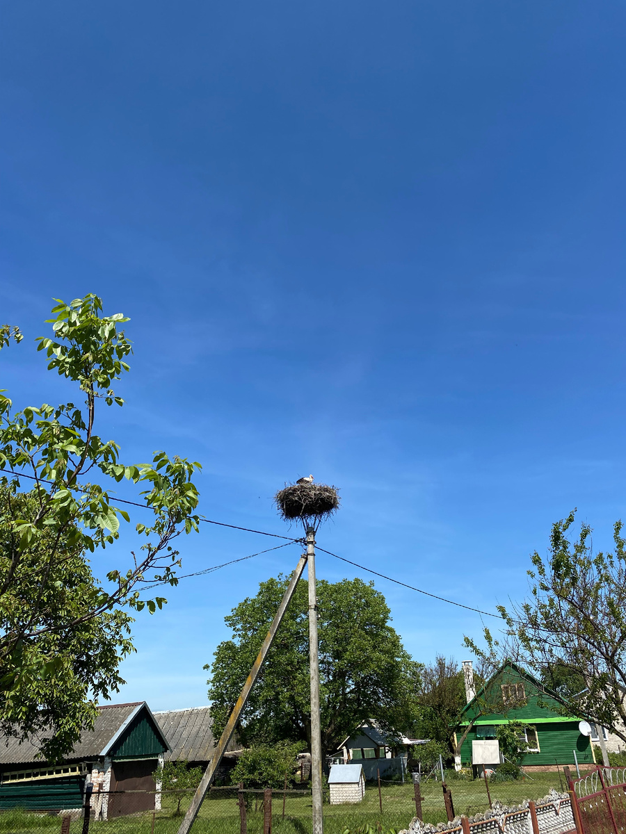 Аисты по дороге в Белоруссии.