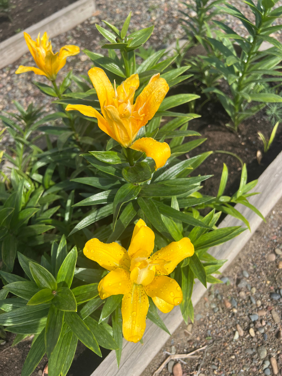 Это у меня Фата Моргана расцвела