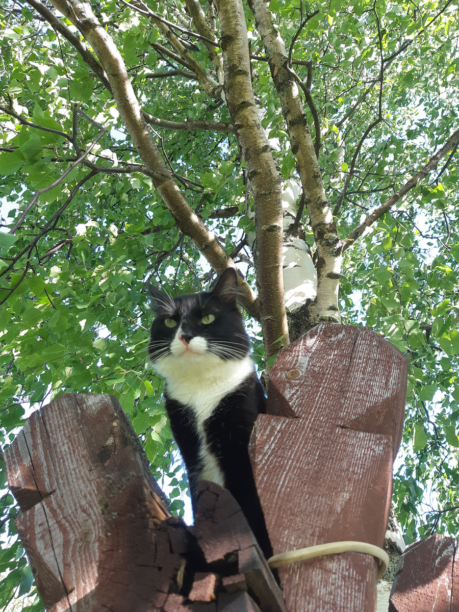 Главный по тарелочкам