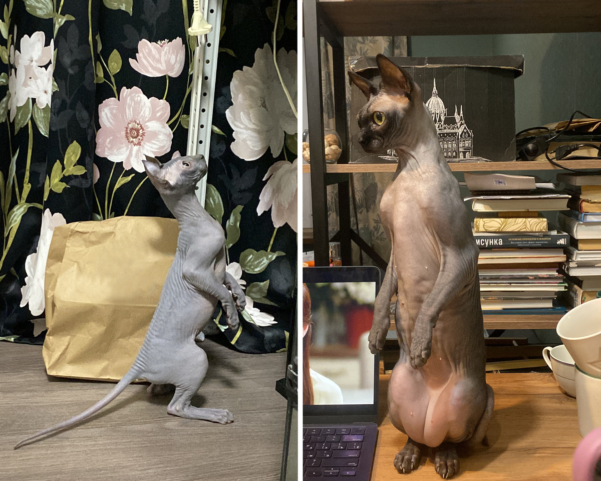 Эль (слева) и Котя (справа)