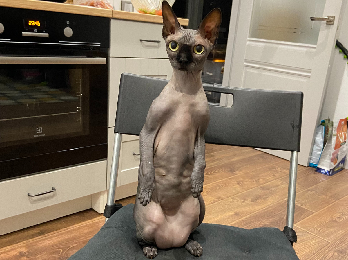 Котя в позе суслика