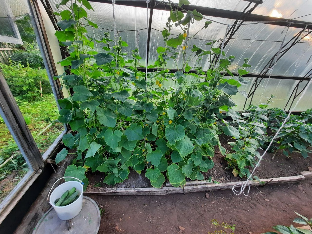 Огурцы в нашей теплице, 23 июля 2025 год