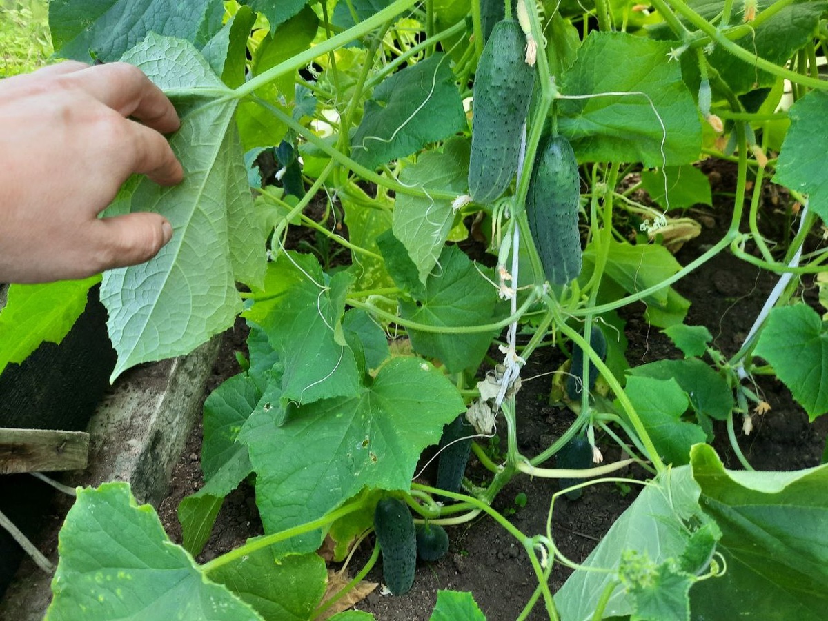 Огурцы в нашей теплице, 23 июля 2025 год