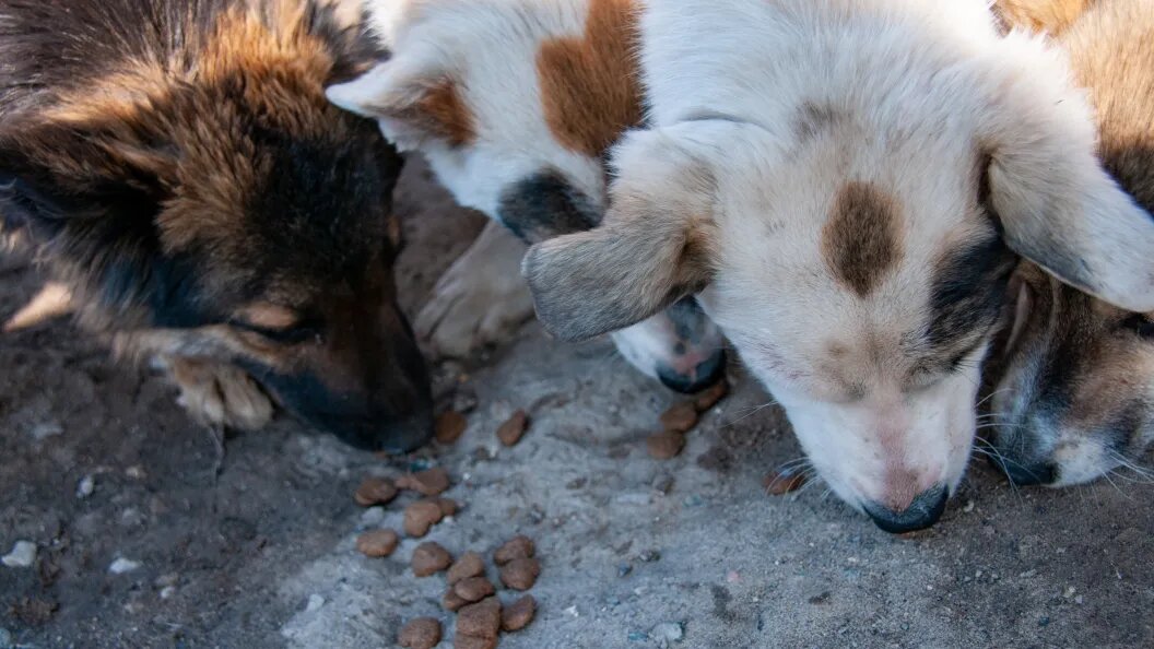    Светлана Возмилова/Global Look Press