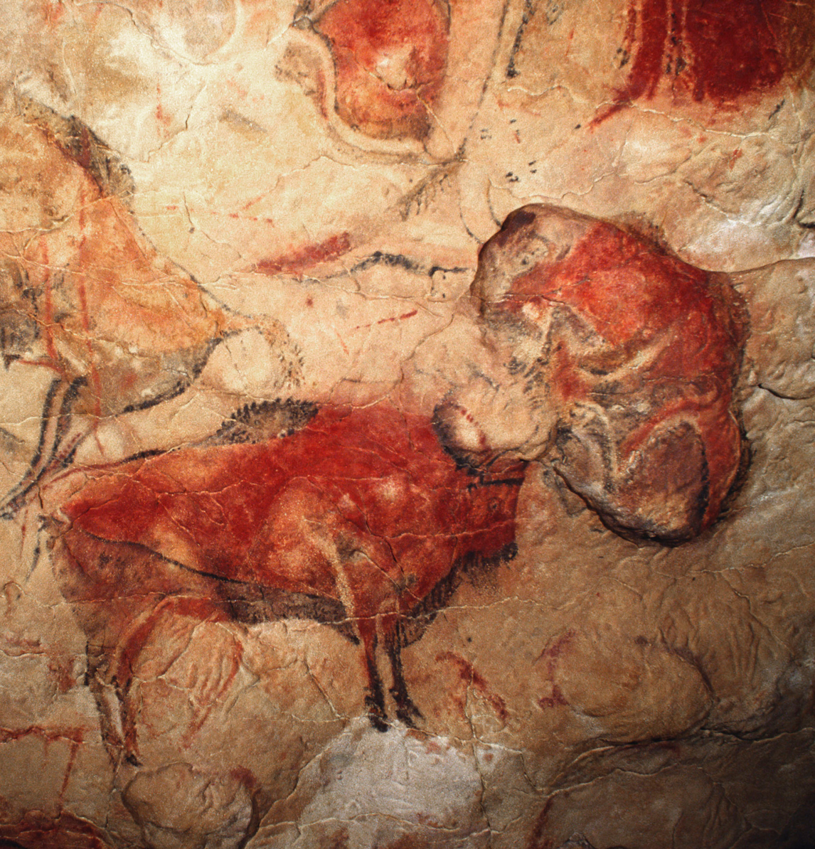 Большие красные бизоны Альтамиры
Когда в 1879 году были найдены картины в пещере Альтамира на севере Испании, специалисты отнеслись к ним с недоверием. Долгое время подлинность этих произведений искусства вызывала сомнения у некоторых ученых, пока не были постепенно обнаружены аналогичные группы изображений. На потолке большого зала в Альтамире можно увидеть шестнадцать бизонов, а также изображения лошадей, оленей и кабанов. Художники использовали естественные формы стен пещеры, чтобы создать иллюзию объема.
15 500 - 13 500 ДО Н. Сантильяна-дель-Мар, Испания, пещера Альтамира, зал зубров.
