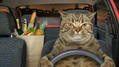 Так снилось Ваське, что он за рулем машины 