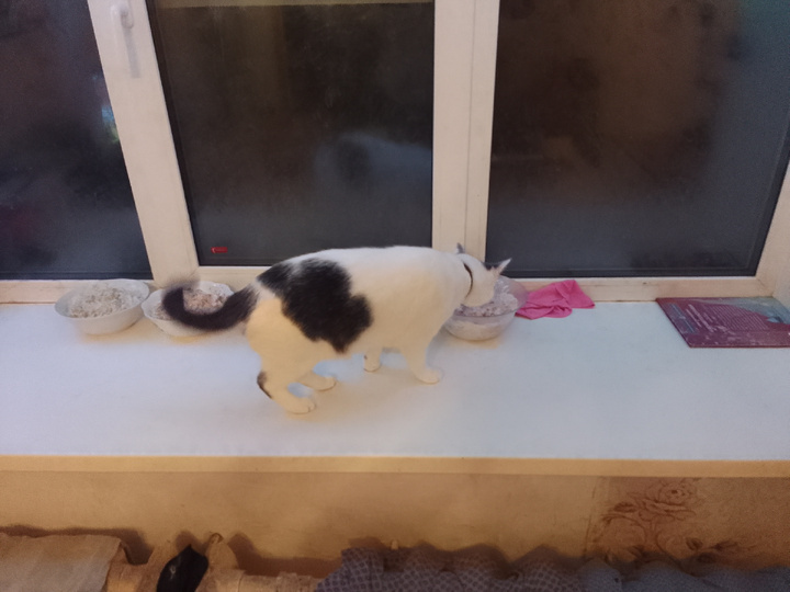 Это не Васька ест новогодний салат. Это я, Кныш его ем.