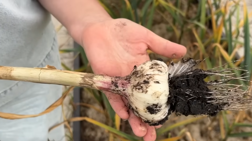 Раньше я считал старые советы устаревшими и всегда торопился с сушкой урожая. 