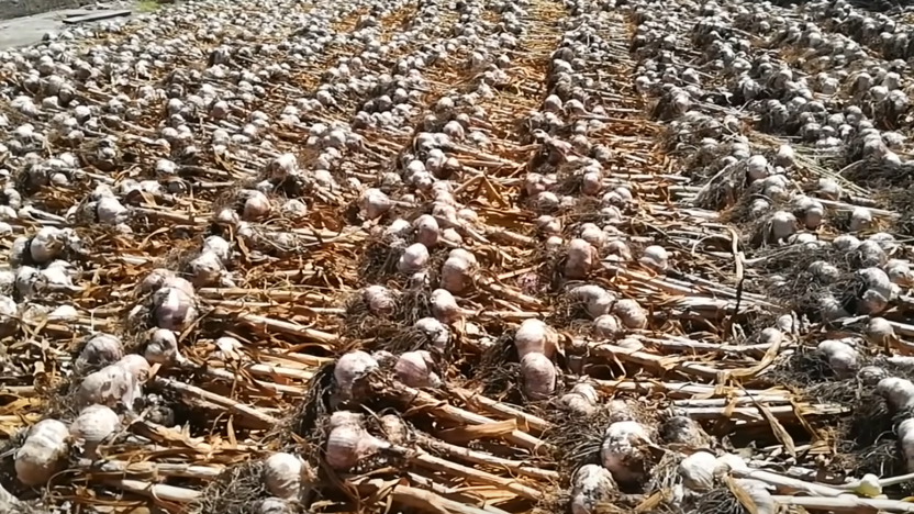 При такой температуре чеснок "варится" быстрее, чем в кастрюле