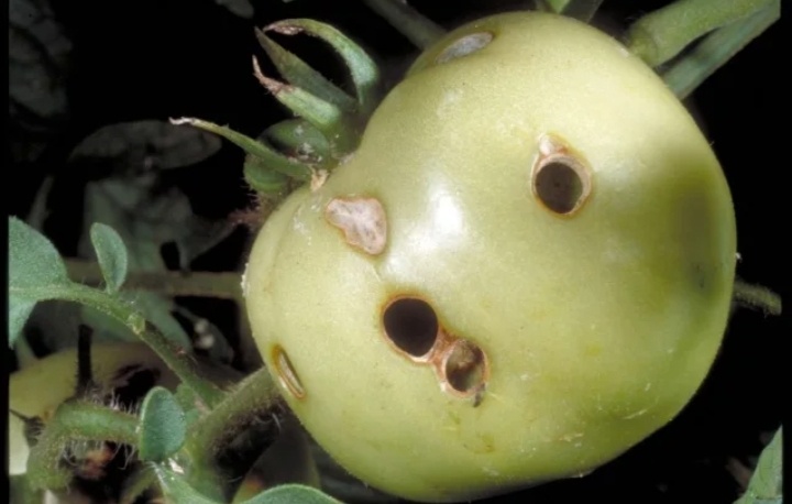 Чем  спасать капусту и погрызенные прмидоры - из повторятельного