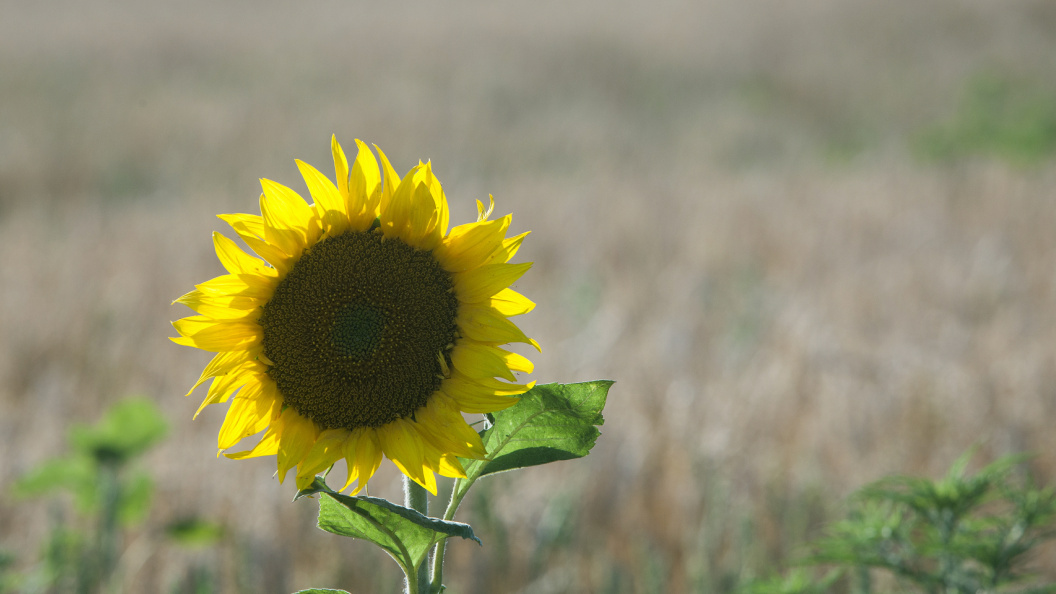    Фото: Nikolay Gyngazov, Николай/Globallookpress