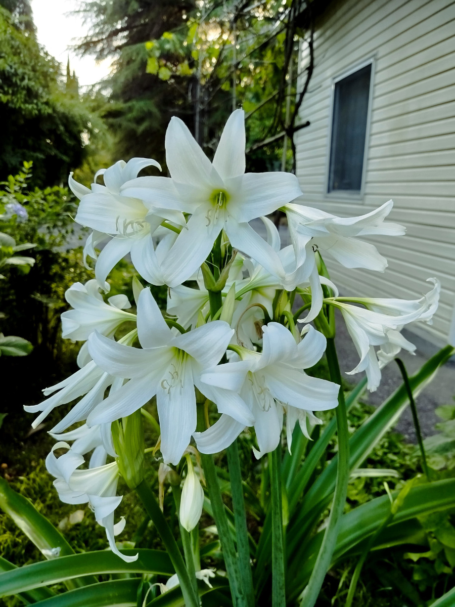 Лилии у нас во дворе