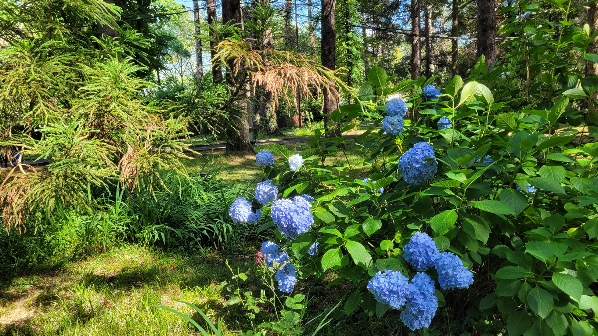 Гортензии на территории