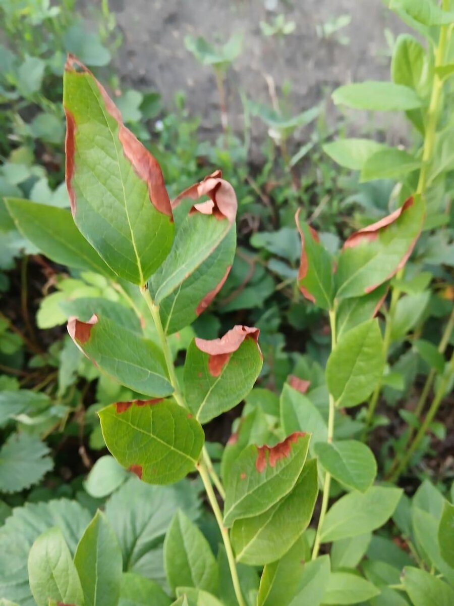 На трех фото некроз листовой пластины от нехватки влаги в воздухе или субстрате.