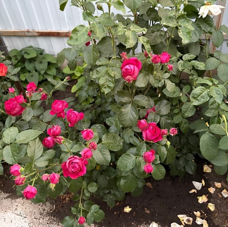    розы Редакция Газеты