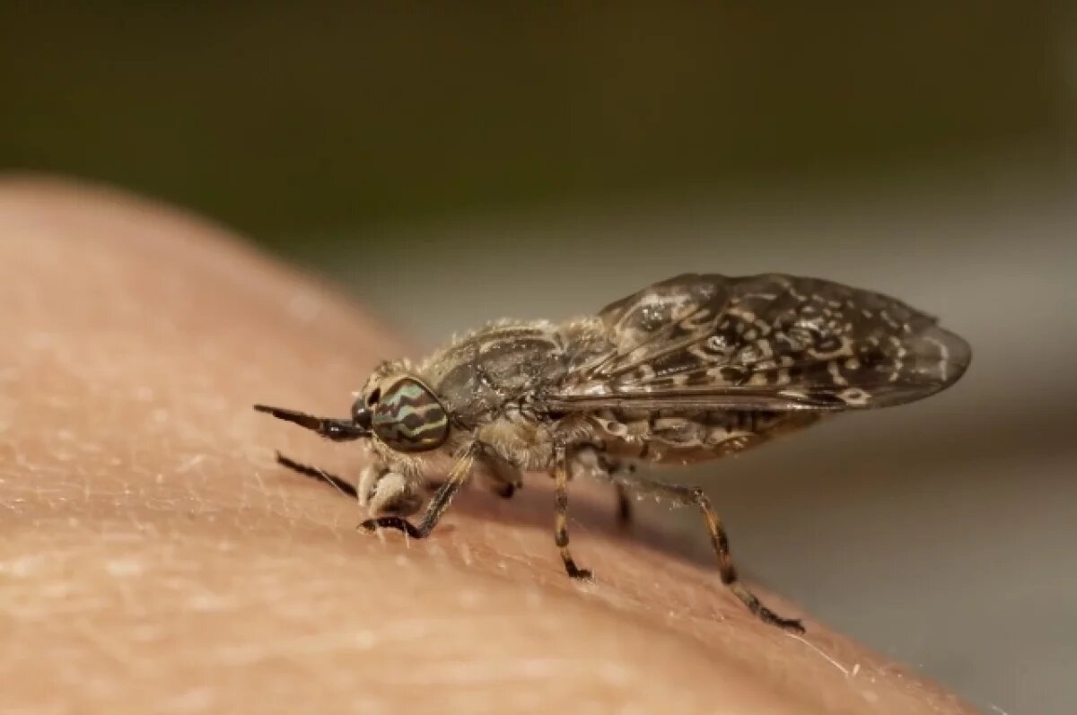    Чаще слепни нападают на людей во время купания, физической работы, нахождения возле водоёмов, когда тело смочено водой или потом.