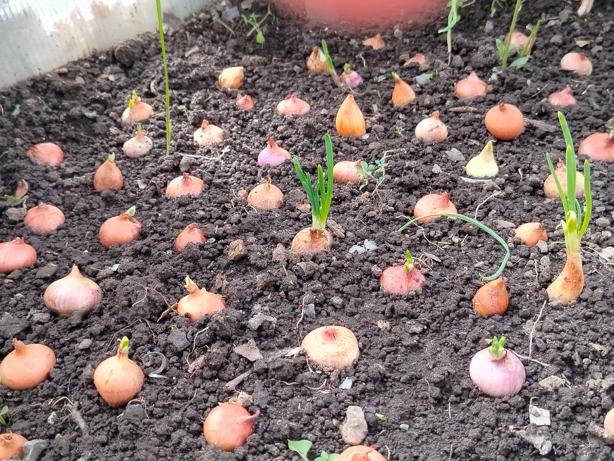    Верные признаки, по которым легко понять, что лук созрел и готов к уборке