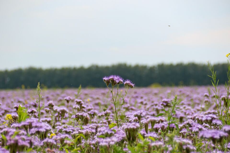    Цветущие поля. Лето. Погода.. Источник: Виталий Барабаш