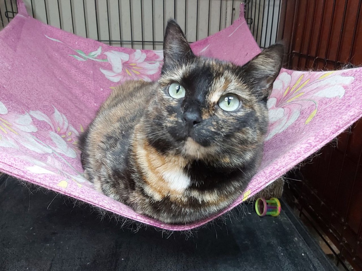 Маритта, 4 года, приехала с передержки. Ласковая кошечка.