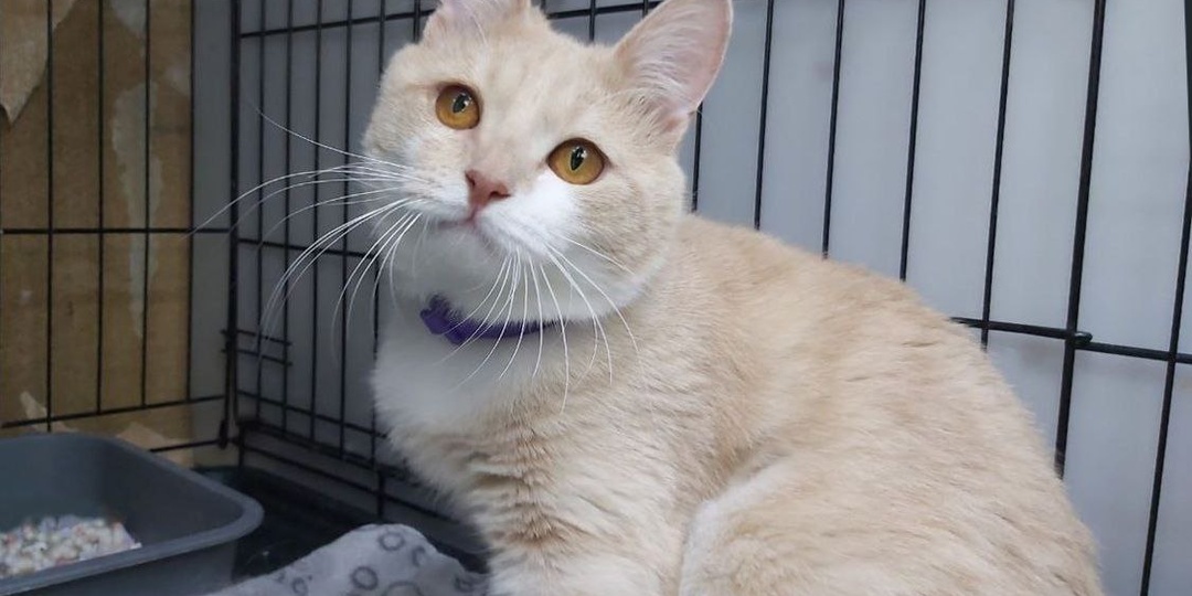 Какая она — жизнь кота?