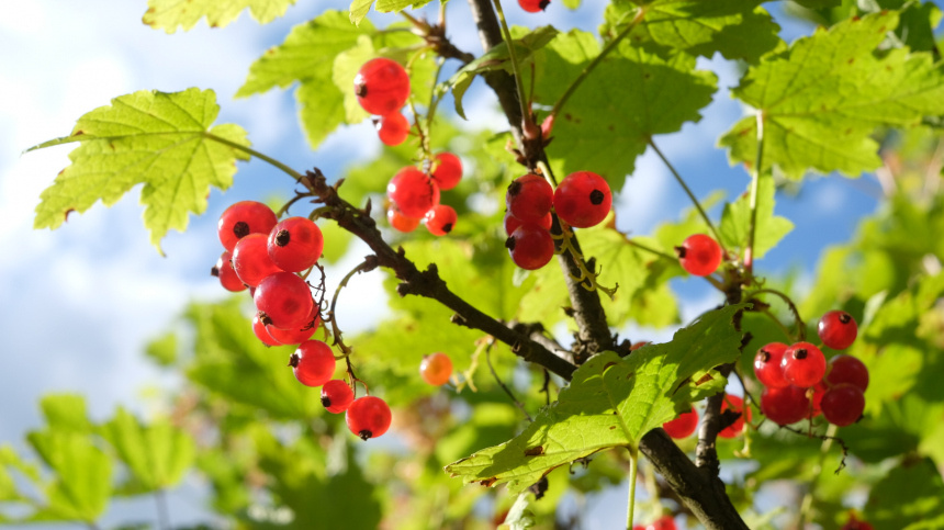    Фото: © РИА Новости/Ольга Головко