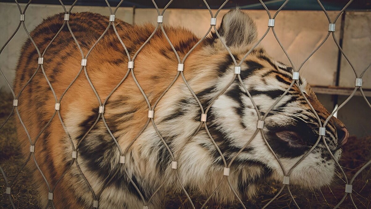     Источник: 1MI