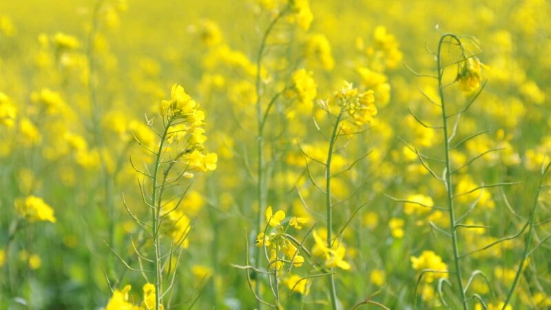     Поля. Алтайский край. Сельское хозяйство. Урожай. Рапс. Дмитрий Лямзин