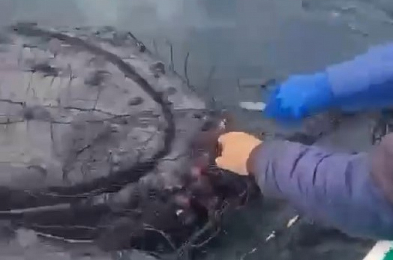 t.me/elena_from_kurils