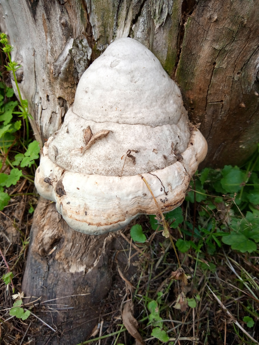 Здесь растёт на погибшем тополе.