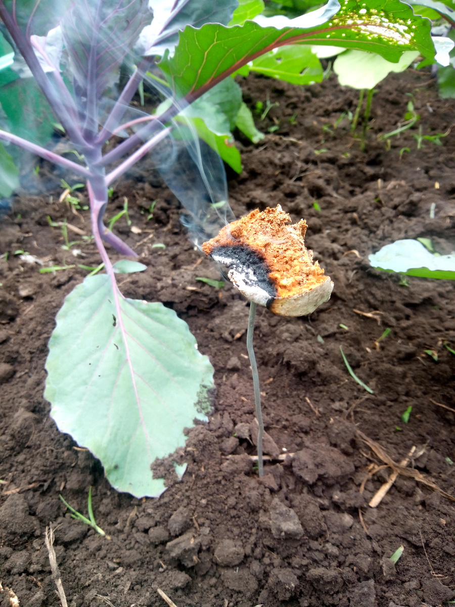 Жаль от гусениц на капусте не помогает...