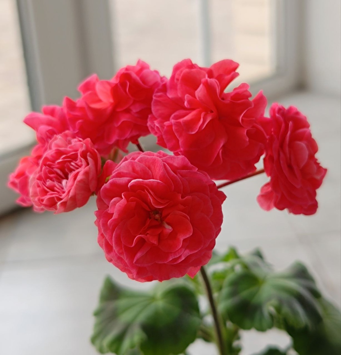 ИВ Сольвейг. Первое цветение небольшого черенка