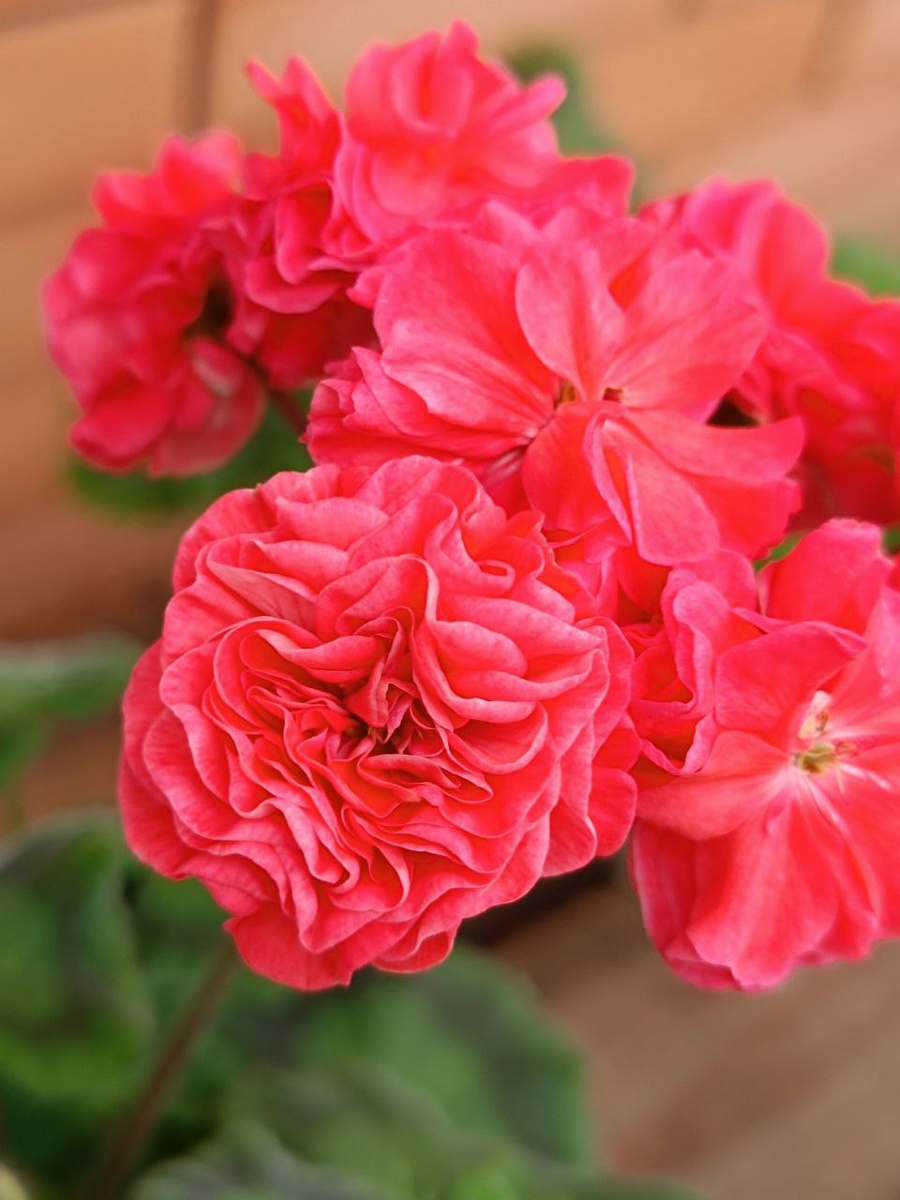 ИВ Сольвейг. Лепестки уложены воланами