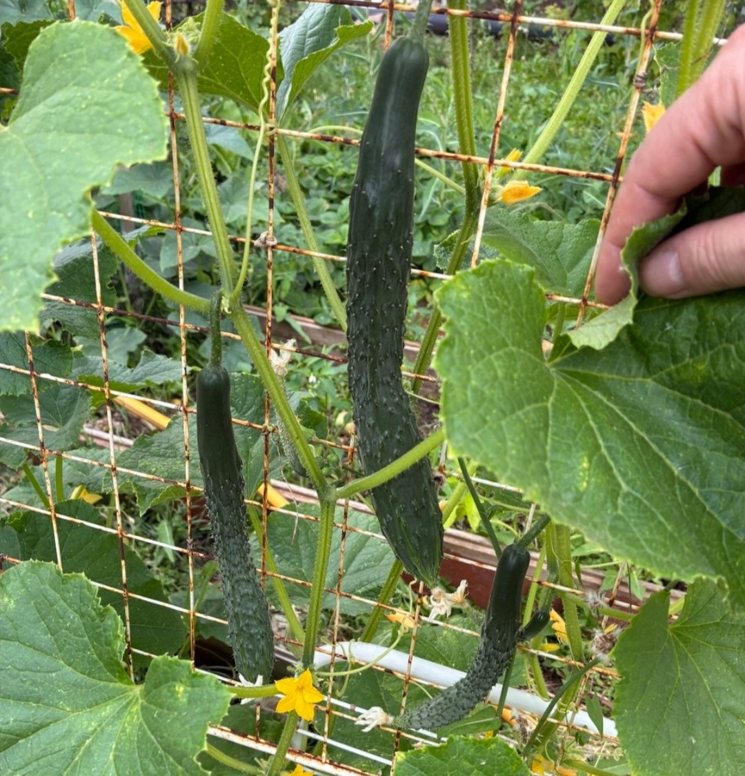 Сорт Аллигатор