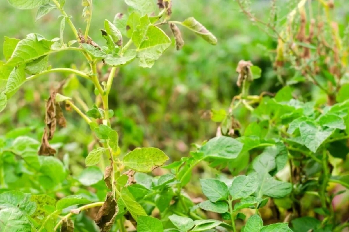    После уборки урожая растительные остатки необходимо уничтожать. Сжигайте ботву, а не кидайте в компост, даже если картофель выглядит здоровым!