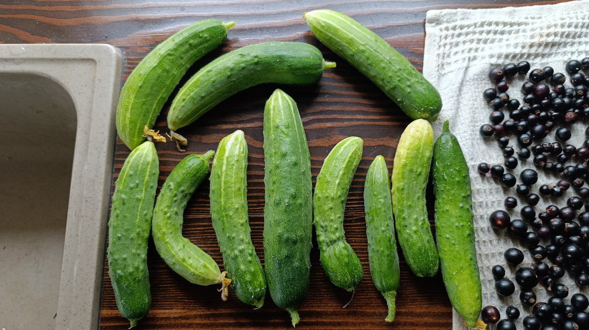 Сорт "Китайские змеи"