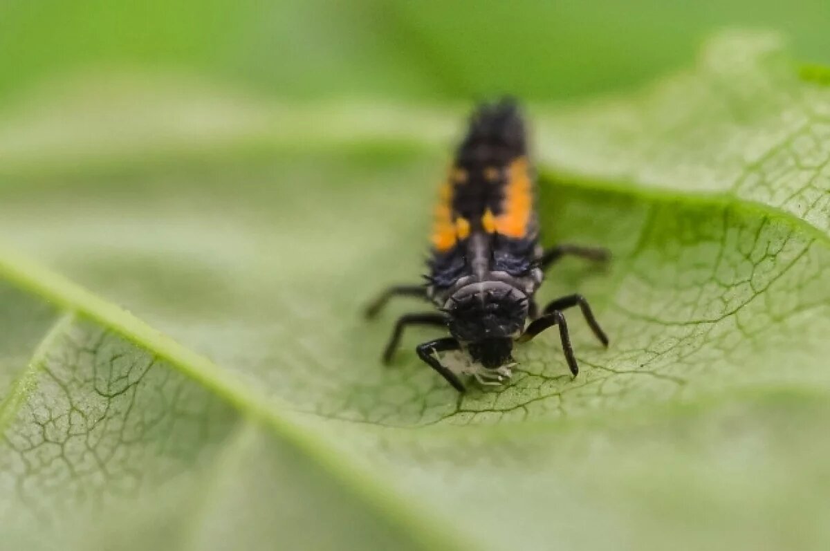    Эксперт ООН Никулин оценил разработку в РФ боевых насекомых