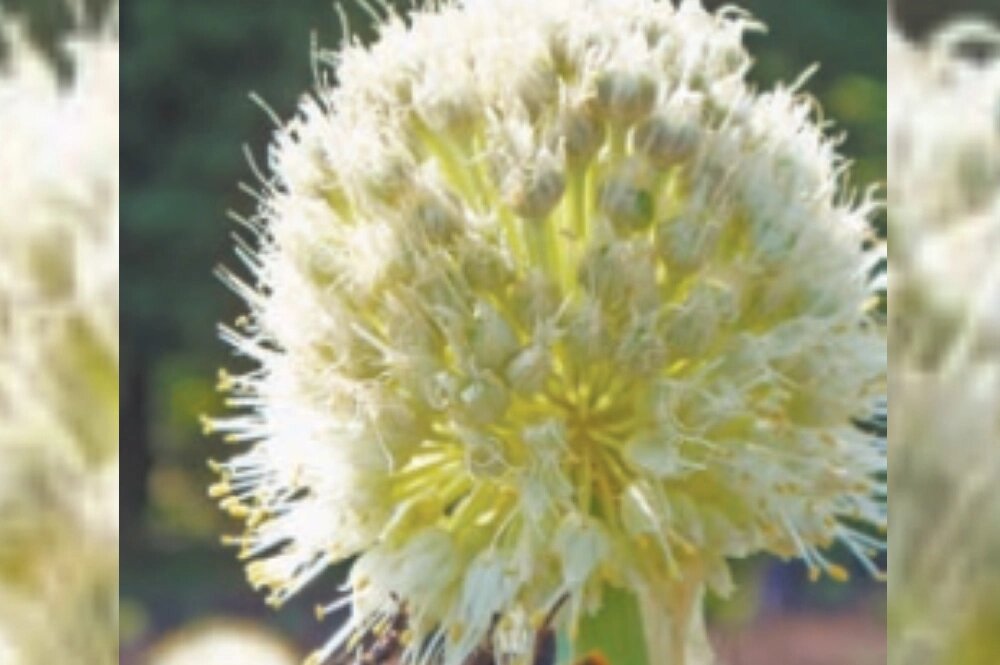    Выращивание собственного севка — занятие трудоёмкое и не всегда рентабельно. Фото: Павел Лагута