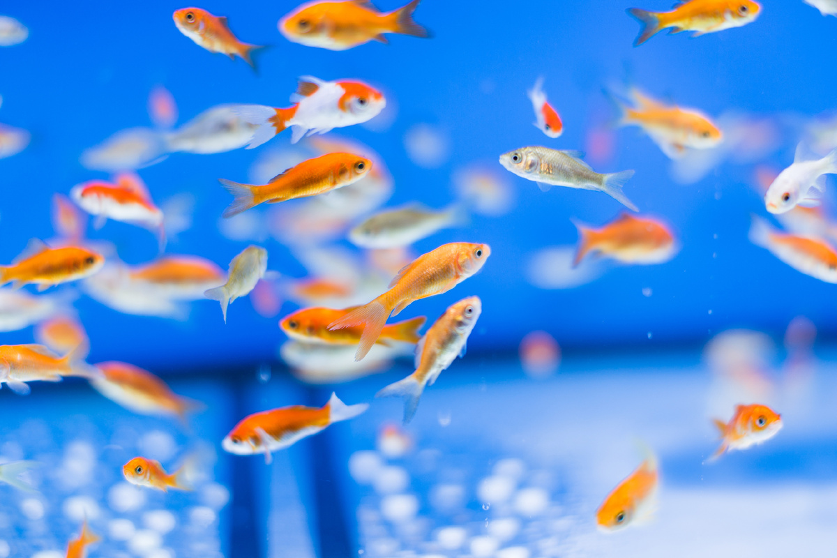 (Источник: pikwizard.com)