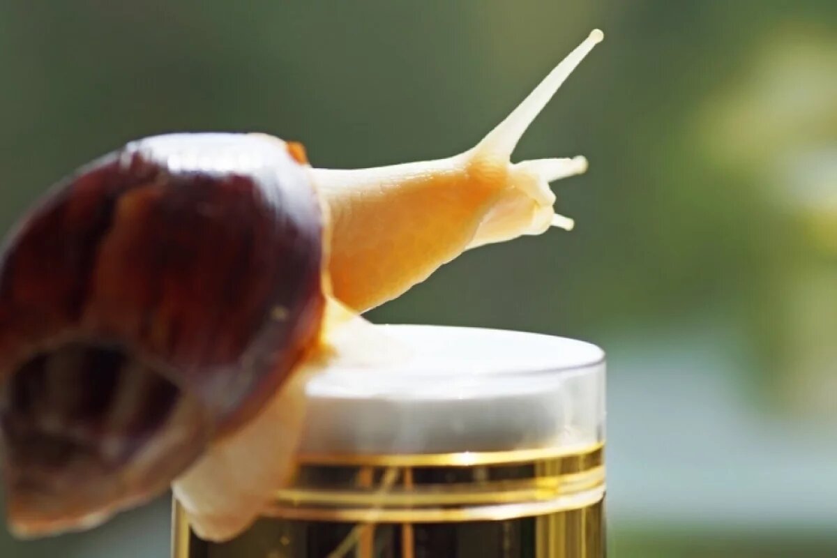    Так как слизни всеядны, под угрозой могут находиться почти все растения.