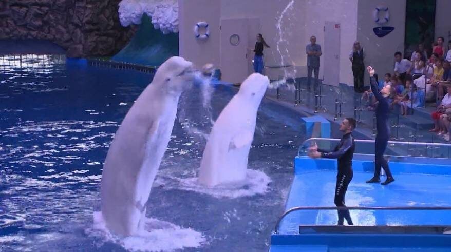 Белухи в Приморском океанариуме Владивостока